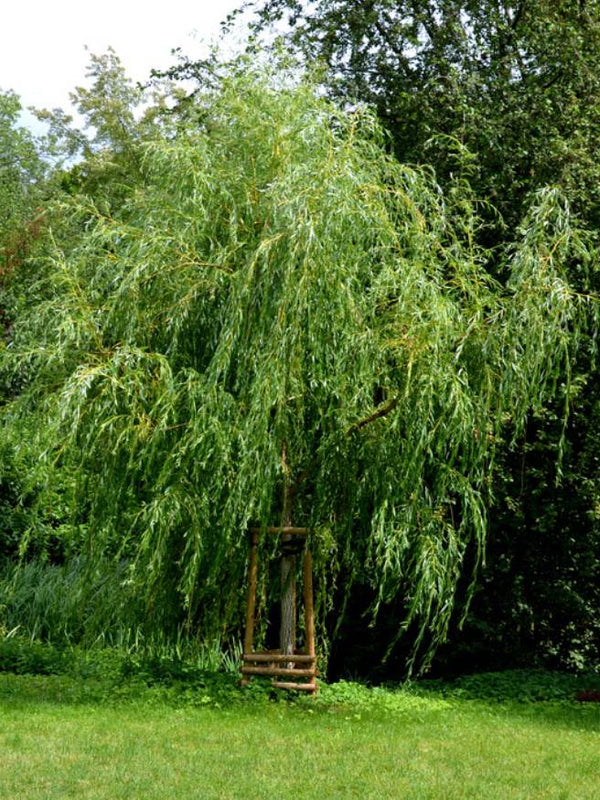 Artikelbild für Trauerweide, Hängeweide Salix alba 'Tristis' im Online-Shop der Bohlken Baumschulen