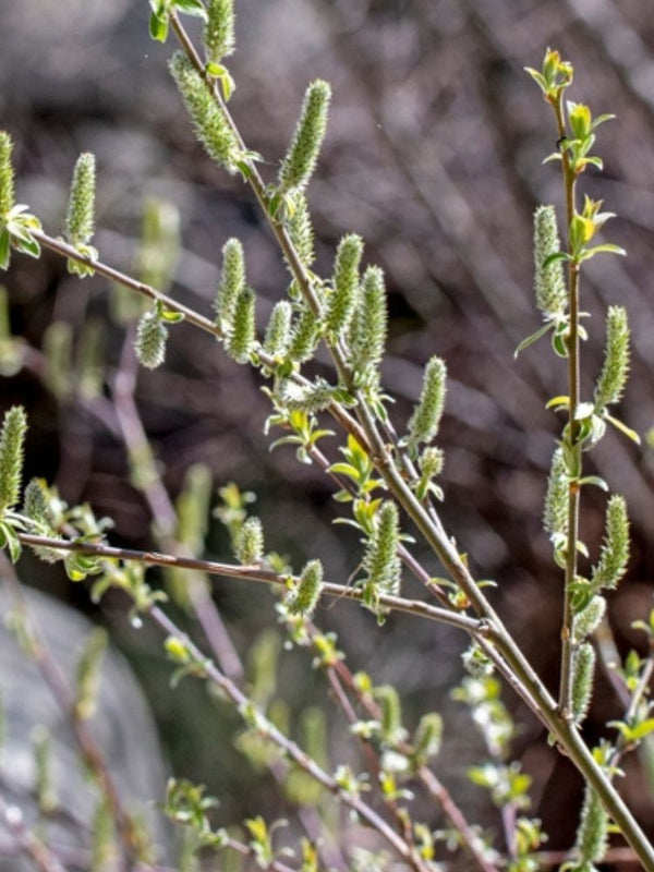 Ohrweide, Salbeiweide, Salix aurita kaufen im Online-Shop der Bohlken Baumschulen