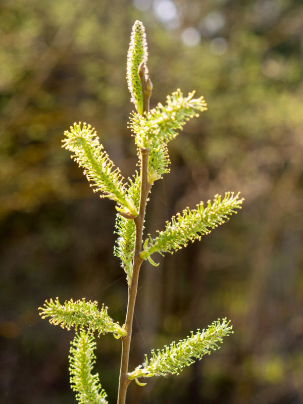 Ohrweide, Salbeiweide, Salix aurita kaufen im Online-Shop der Bohlken Baumschulen
