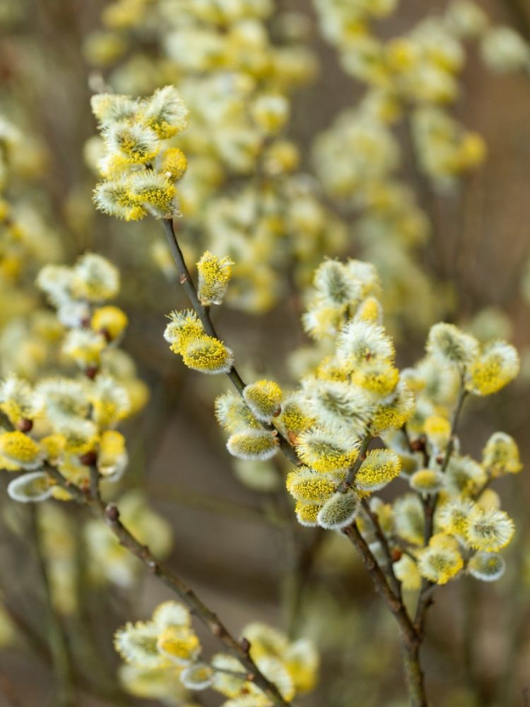 Salweide, Palmweide, Salix caprea im Onlineshop der Bohlken Baumschulen