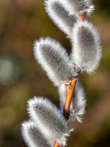 Salweide, Palmweide, Salix caprea im Onlineshop der Bohlken Baumschulen