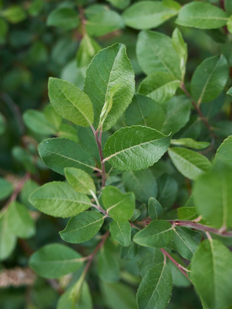 Salweide, Palmweide, Salix caprea im Onlineshop der Bohlken Baumschulen