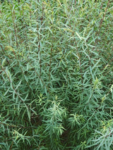 Purpurweide, Bachweide, Salix purpurea kaufen im Online-Shop der Bohlken Baumschulen