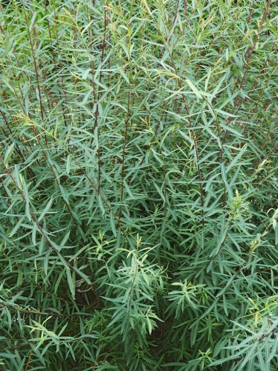 Purpurweide, Bachweide, Salix purpurea kaufen im Online-Shop der Bohlken Baumschulen