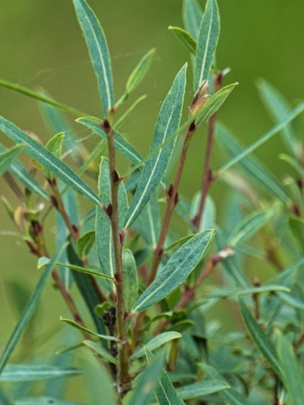 Purpurweide, Bachweide, Salix purpurea kaufen im Online-Shop der Bohlken Baumschulen