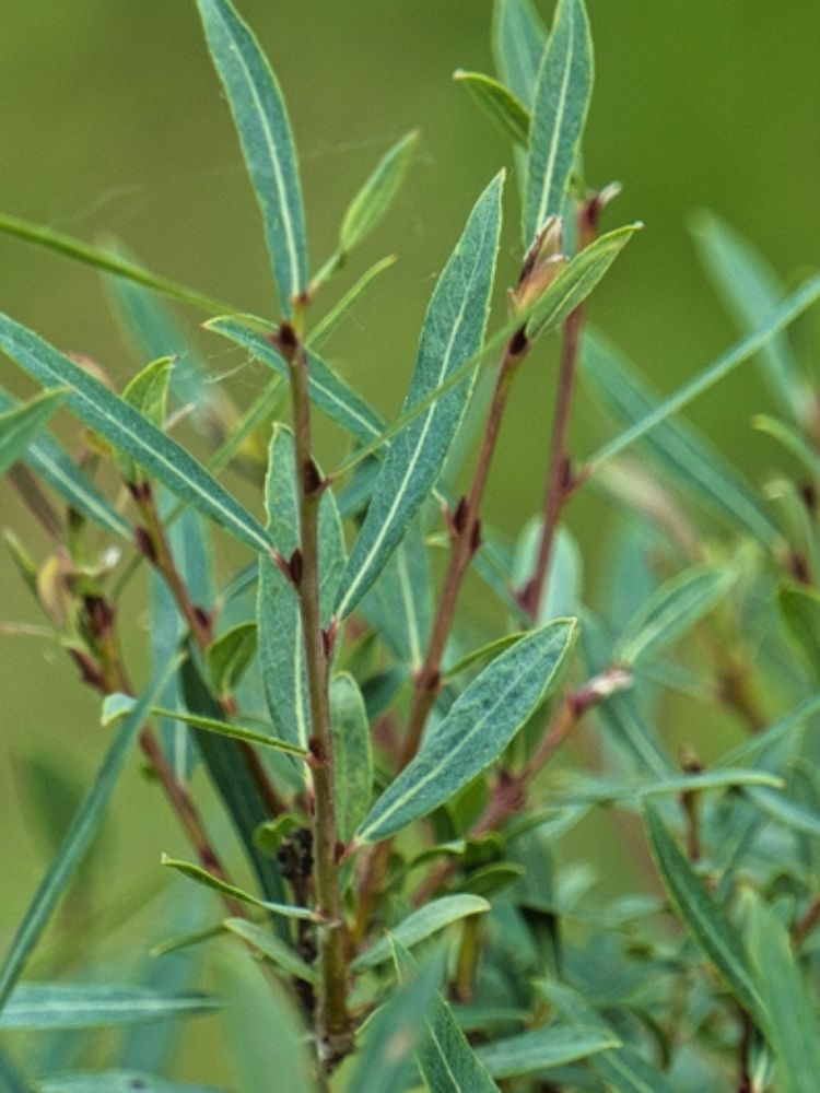 Purpurweide, Bachweide, Salix purpurea kaufen im Online-Shop der Bohlken Baumschulen