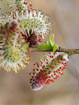 Purpurweide, Bachweide, Salix purpurea kaufen im Online-Shop der Bohlken Baumschulen