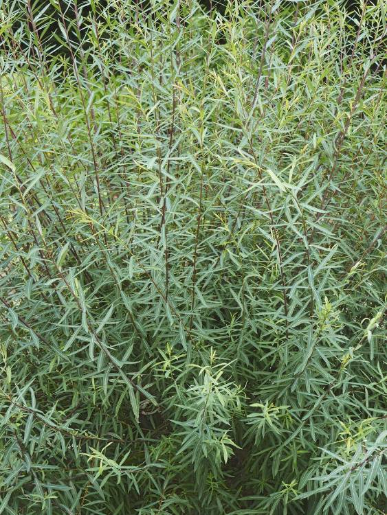 Artikelbild für Kugelweide Salix purpurea 'Nana' im Online-Shop der Bohlken Baumschulen