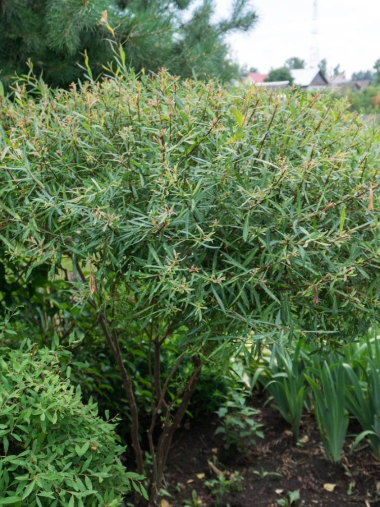 Artikelbild für Kugelweide Salix purpurea 'Nana' im Online-Shop der Bohlken Baumschulen