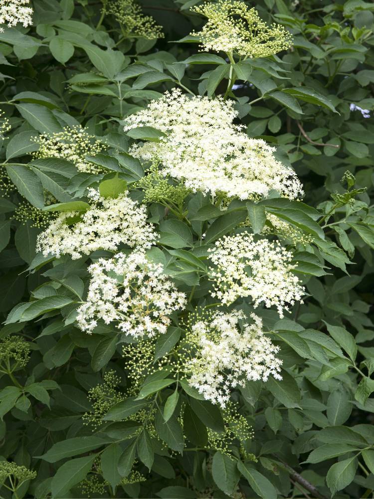 Artikelbild für Holunder Sambucus nigra im Online-Shop der Bohlken Baumschulen