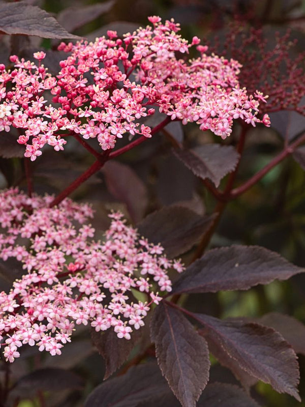 Artikelbild für Schwarzer Holunder Sambucus nigra 'Black Beauty' ® im Online-Shop der Bohlken Baumschulen