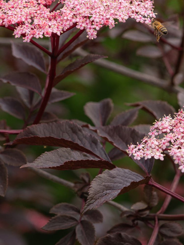 Artikelbild für Schwarzer Holunder Sambucus nigra 'Black Beauty' ® im Online-Shop der Bohlken Baumschulen