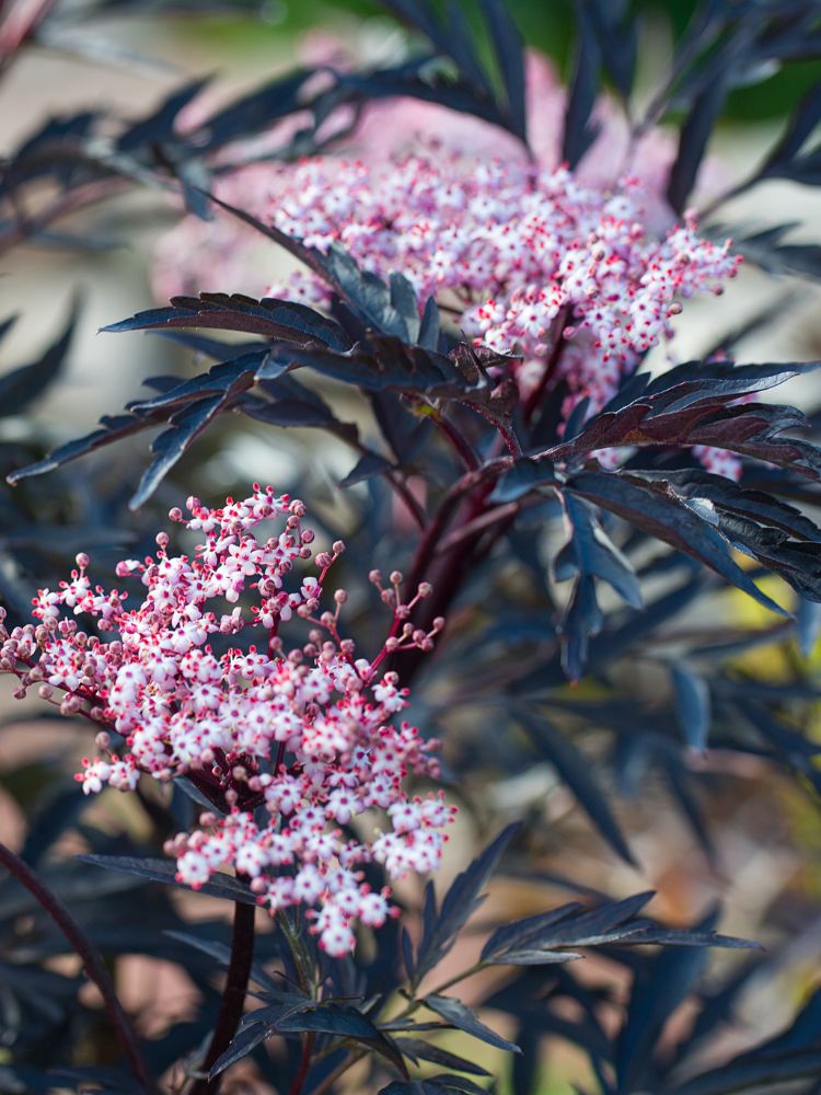Artikelbild für Schwarzen Holunder / Sambucus nigra 'Black Lace' ® im Online-Shop der Bohlken Baumschulen