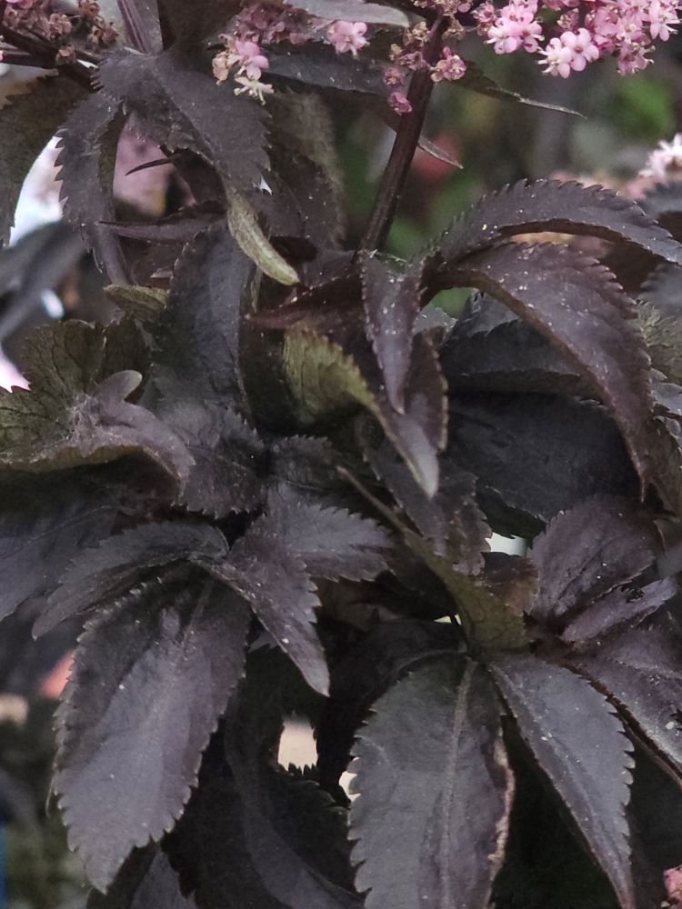 Artikelbild für Rotlaubiger Säulen-Holunder / Sambucus nigra 'Black Tower' ® im Online-Shop der Bohlken Baumschulen
