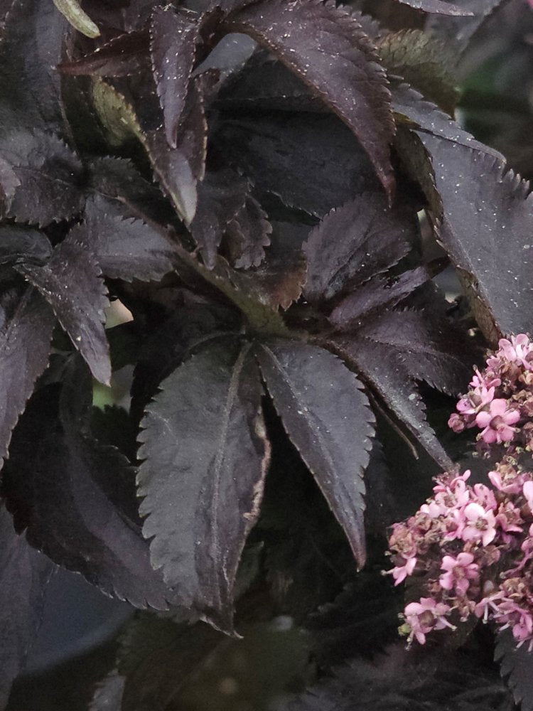 Artikelbild für Rotlaubiger Säulen-Holunder / Sambucus nigra 'Black Tower' ® im Online-Shop der Bohlken Baumschulen
