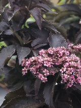 Artikelbild für Rotlaubiger Säulen-Holunder / Sambucus nigra 'Black Tower' ® im Online-Shop der Bohlken Baumschulen