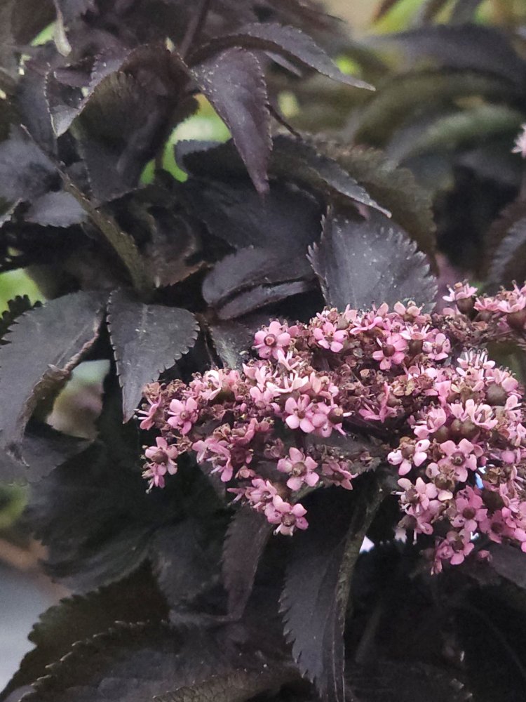 Artikelbild für Rotlaubiger Säulen-Holunder / Sambucus nigra 'Black Tower' ® im Online-Shop der Bohlken Baumschulen
