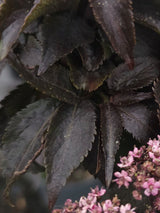 Artikelbild für Rotlaubiger Säulen-Holunder / Sambucus nigra 'Black Tower' ® im Online-Shop der Bohlken Baumschulen