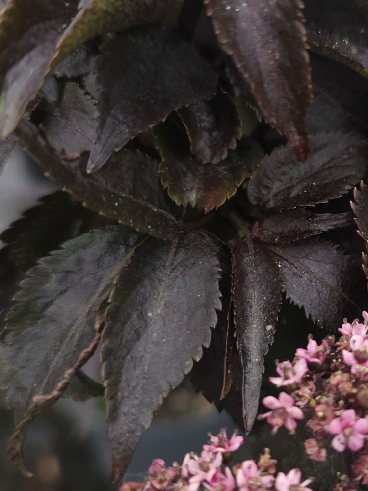 Artikelbild für Rotlaubiger Säulen-Holunder / Sambucus nigra 'Black Tower' ® im Online-Shop der Bohlken Baumschulen