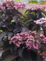 Artikelbild für Rotlaubiger Säulen-Holunder / Sambucus nigra 'Black Tower' ® im Online-Shop der Bohlken Baumschulen