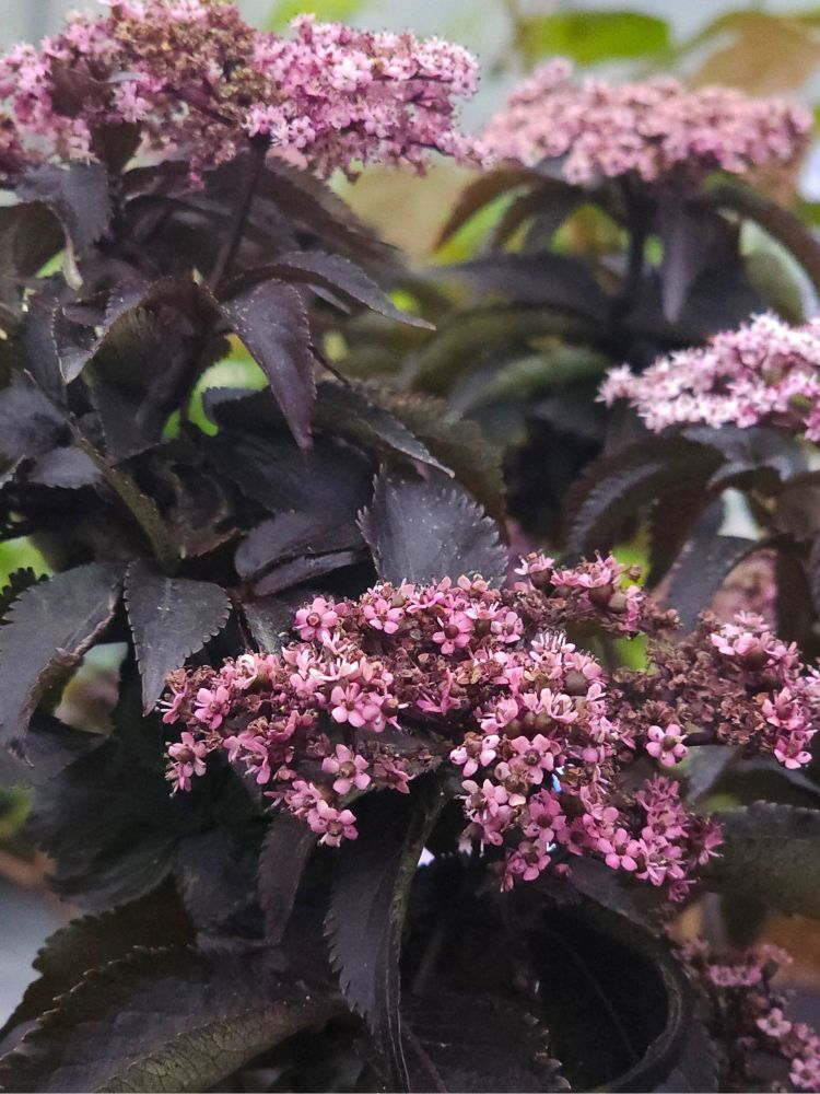 Artikelbild für Rotlaubiger Säulen-Holunder / Sambucus nigra 'Black Tower' ® im Online-Shop der Bohlken Baumschulen
