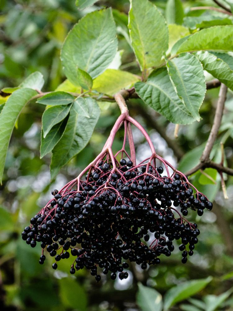 Artikelbild für Schwarzer Holunder / Sambucus nigra 'Haschberg' im Online-Shop der Bohlken  Baumschulen