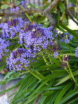 Scilla peruviana | Peruanischer Blaustern im Onlineshop der Bohlken Baumschulen