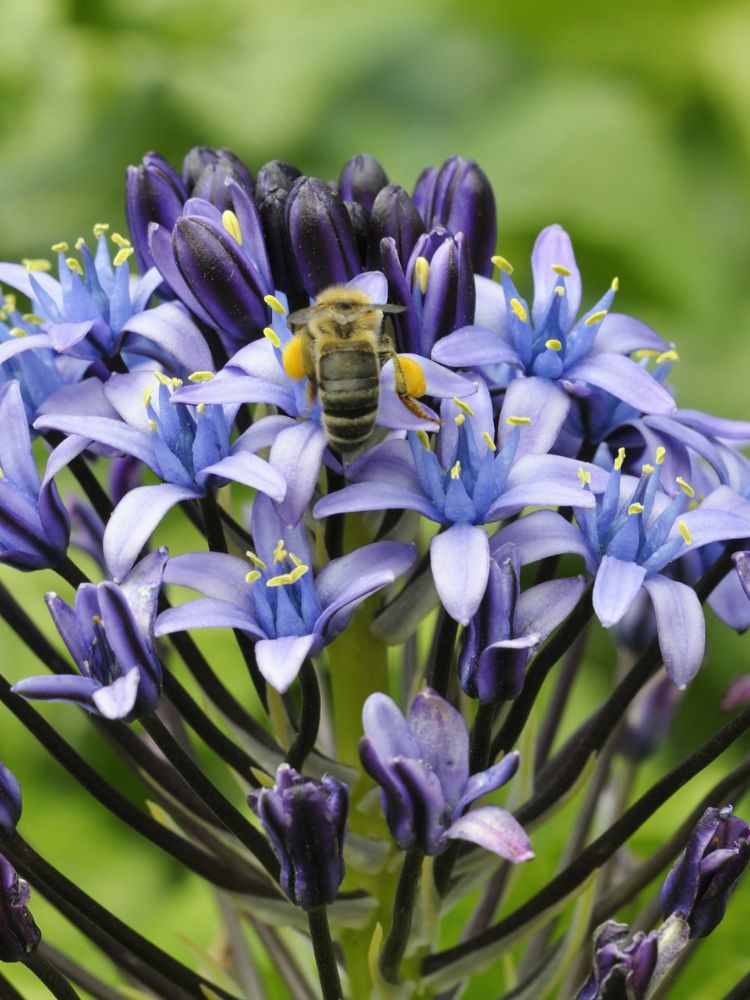 Scilla peruviana | Peruanischer Blaustern im Onlineshop der Bohlken Baumschulen