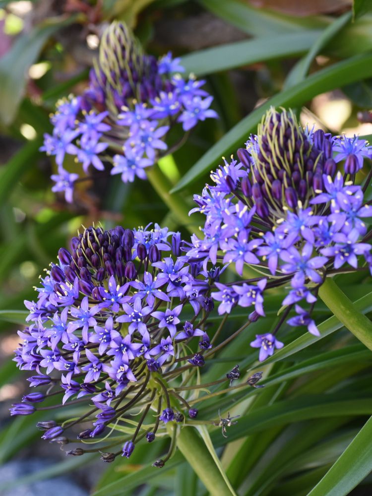Scilla peruviana | Peruanischer Blaustern im Onlineshop der Bohlken Baumschulen
