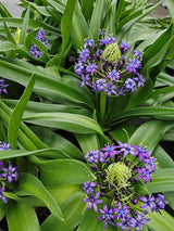 Scilla peruviana | Peruanischer Blaustern im Onlineshop der Bohlken Baumschulen