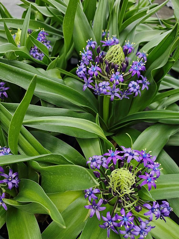Scilla peruviana | Peruanischer Blaustern im Onlineshop der Bohlken Baumschulen