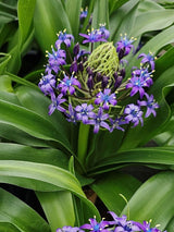 Scilla peruviana | Peruanischer Blaustern im Onlineshop der Bohlken Baumschulen
