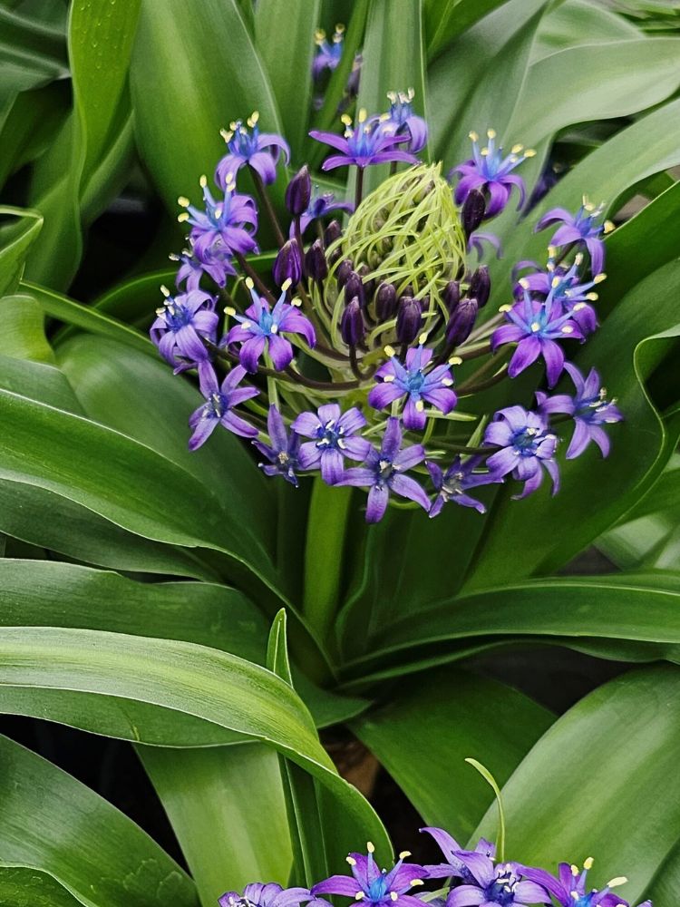 Scilla peruviana | Peruanischer Blaustern im Onlineshop der Bohlken Baumschulen