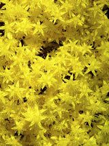 Scharfer Mauerpfeffer 'Aureum', Fetthenne, Sedum acre 'Aureum' kaufen im Online-Shop der Bohlken Baumschulen