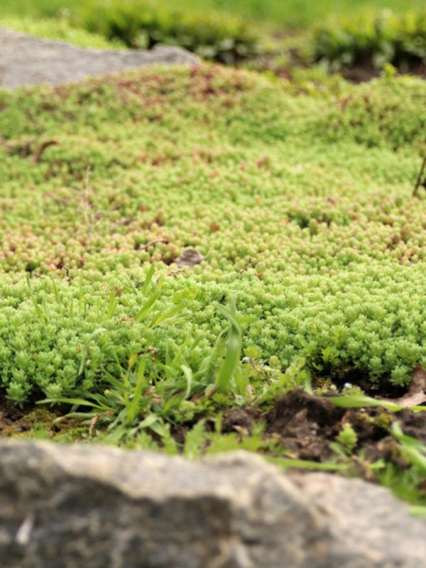 Scharfer Mauerpfeffer 'Aureum', Fetthenne, Sedum acre 'Aureum' kaufen im Online-Shop der Bohlken Baumschulen