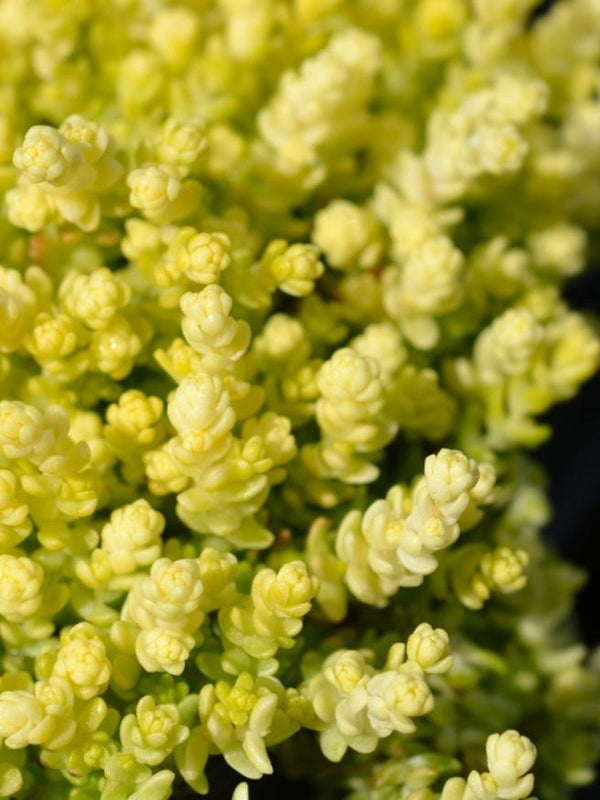 Scharfer Mauerpfeffer 'Yellow Queen', Scharfe Fetthenne, Sedum sacre 'Yellow Queen' kaufen im Online-Shop der Bohlken Baumschulen