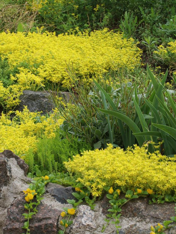 Scharfer Mauerpfeffer 'Yellow Queen', Scharfe Fetthenne, Sedum sacre 'Yellow Queen' kaufen im Online-Shop der Bohlken Baumschulen