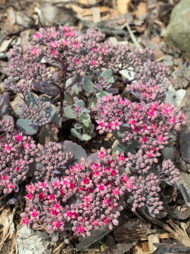 Fettblatt, Fetthenne, Sedum cauticola 'Robustum' kaufen im Online-Shop der Bohlken Baumschulen