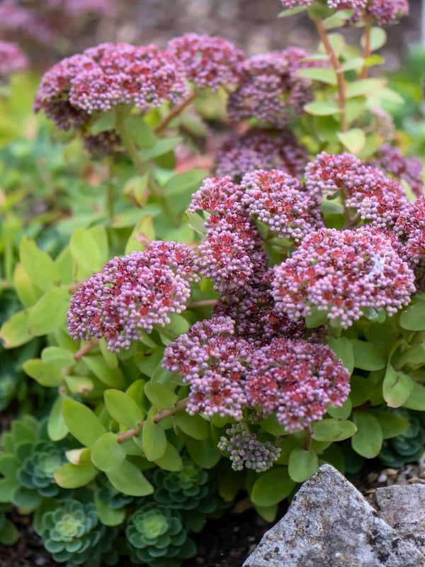 Himalaya-Fettblatt, Ewers-Fetthenne, Sedum ewersii kaufen im Online-Shop der Bohlken Baumschulen