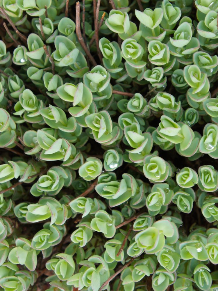 Himalaya-Fettblatt, Ewers-Fetthenne, Sedum ewersii kaufen im Online-Shop der Bohlken Baumschulen