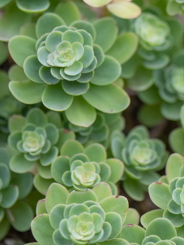 Himalaya-Fettblatt, Ewers-Fetthenne, Sedum ewersii kaufen im Online-Shop der Bohlken Baumschulen