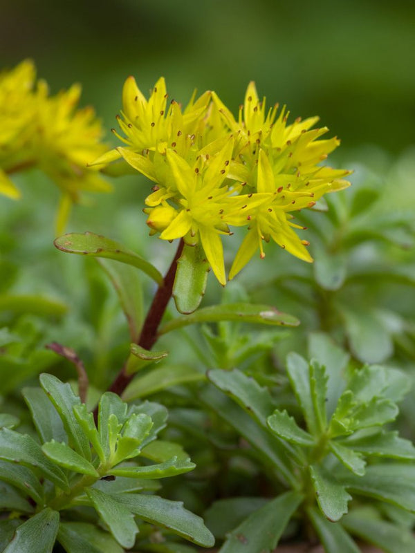 Reichblühendes Fettblatt, Sedum floriferum 'Weihenstephaner Gold' kaufen im Online-Shop der Bohlken Baumschulen