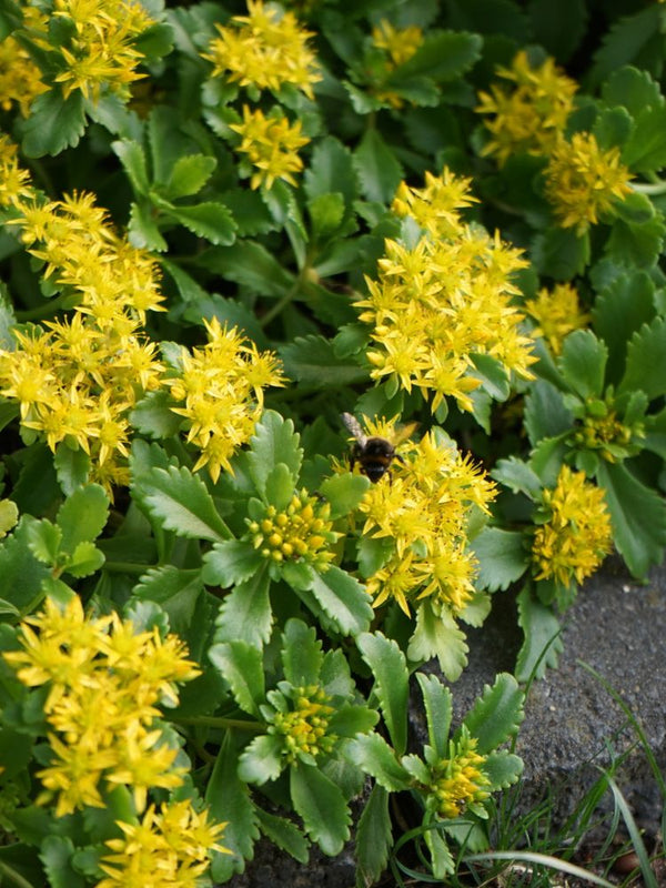 Reichblühendes Fettblatt, Sedum floriferum 'Weihenstephaner Gold' kaufen im Online-Shop der Bohlken Baumschulen