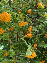 Artikelbild für Herbst-Vogelbeere, Sorbus aucuparia 'Autumn Spire' ® im Online-Shop der Bohlken Baumschulen