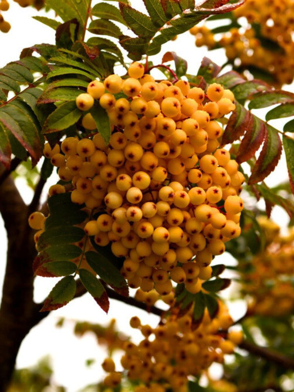 Artikelbild für Herbst-Vogelbeere, Sorbus aucuparia 'Autumn Spire' ® im Online-Shop der Bohlken Baumschulen