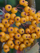 Artikelbild für Herbst-Vogelbeere, Sorbus aucuparia 'Autumn Spire' ® im Online-Shop der Bohlken Baumschulen