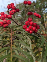 Artikelbild für Palmwedel-Eberesche Sorbus aucuparia 'Chinese Lace' im Online-Shop der Bohlken Baumschulen