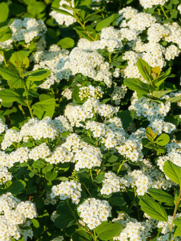 Artikelbild für Birkenblättrige Spiere, Spiraea betulifolia 'Tor Gold' ® im Online-Shop der Bohlken Baumschulen