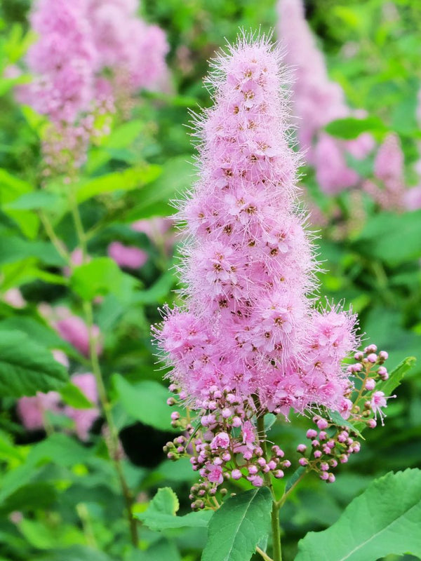 Artikelbild für Kolbenspiere Spiraea billardii 'Triumphans' im Online-Shop der Bohlken Baumschulen