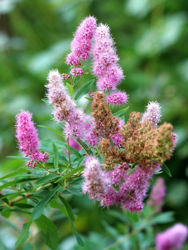 Artikelbild für Kolbenspiere Spiraea billardii 'Triumphans' im Online-Shop der Bohlken Baumschulen